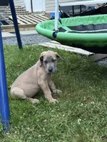 Chucky, a male Great Dane for sale in Downingtown, PA – 2 of 3