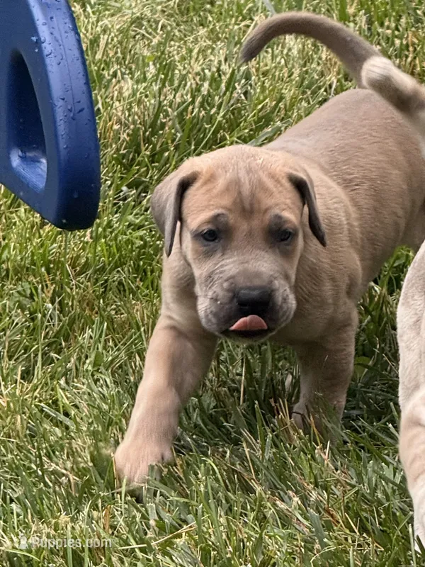 Chucky – Great Dane puppy for sale in Downingtown, PA