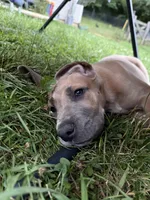 Chucky, a male Great Dane for sale in Downingtown, PA – 3 of 3