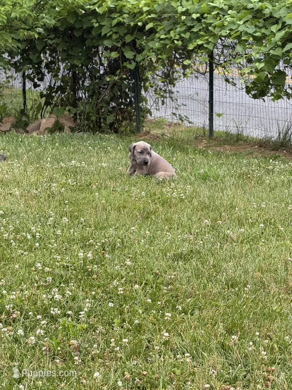 Phil – Great Dane puppy for sale in Downingtown, PA