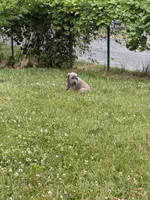 Phil, a male Great Dane for sale in Downingtown, PA – 1 of 5