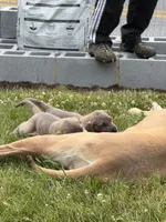 Phil, a male Great Dane for sale in Downingtown, PA – 2 of 5
