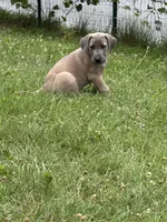 Phil, a male Great Dane for sale in Downingtown, PA – 3 of 5