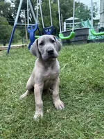 Lil, a female Great Dane for sale in Downingtown, PA – 3 of 3