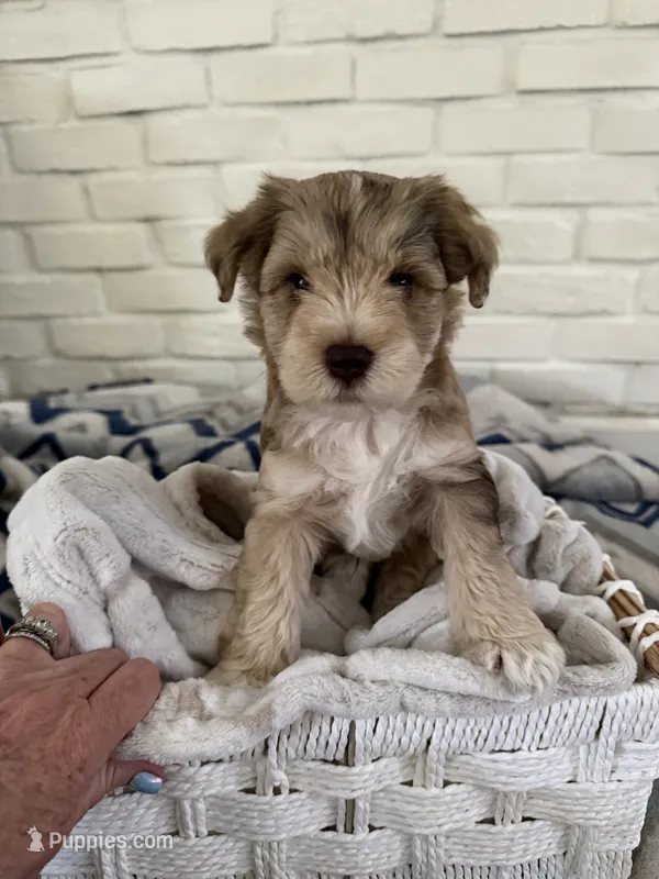 Boy 2  – Miniature Schnauzer puppy for sale in Plant City, FL