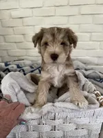 Boy 2 , a male Miniature Schnauzer for sale in Plant City, FL – 1 of 1