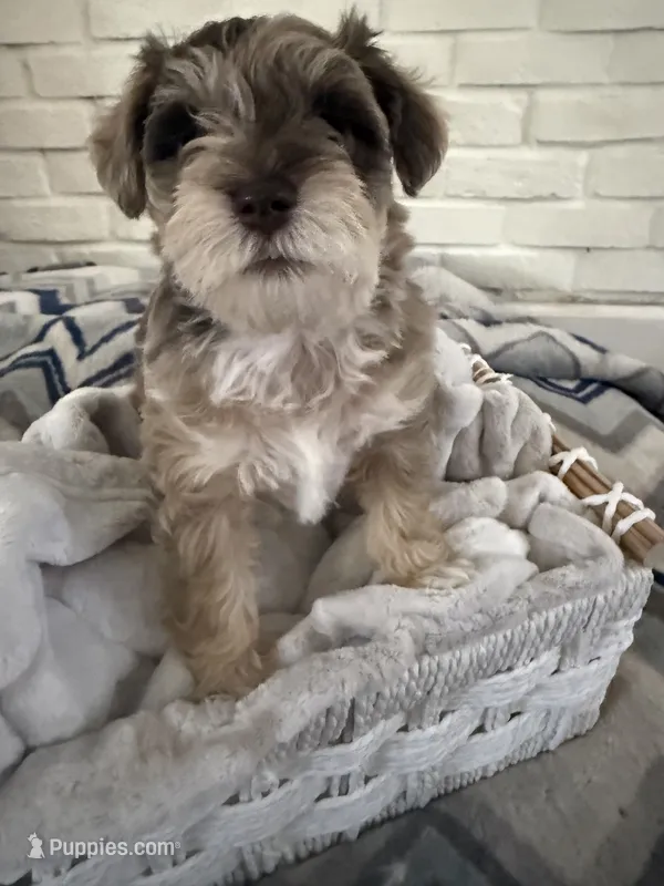 Girl 2  – Miniature Schnauzer puppy for sale in Plant City, FL