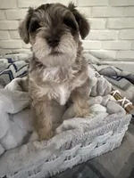Girl 2 , a female Miniature Schnauzer for sale in Plant City, FL – 1 of 1