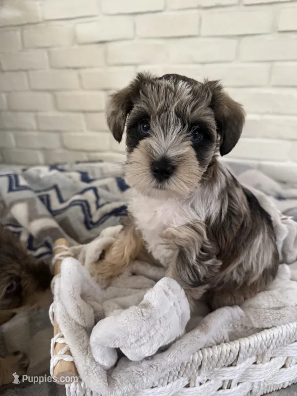 Girl 3  – Miniature Schnauzer puppy for sale in Plant City, FL