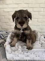 Girl 4 , a female Miniature Schnauzer for sale in Plant City, FL – 1 of 1