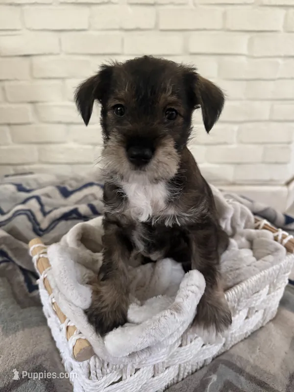 Boy 1  – Miniature Schnauzer puppy for sale in Plant City, FL