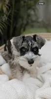 Girl 3 , a female Miniature Schnauzer for sale in Plant City, FL – 2 of 3