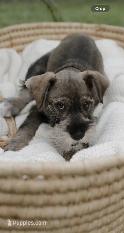 Girl 1  – Miniature Schnauzer puppy for sale in Plant City, FL