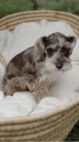Girl 2 , a female Miniature Schnauzer for sale in Plant City, FL – 3 of 4
