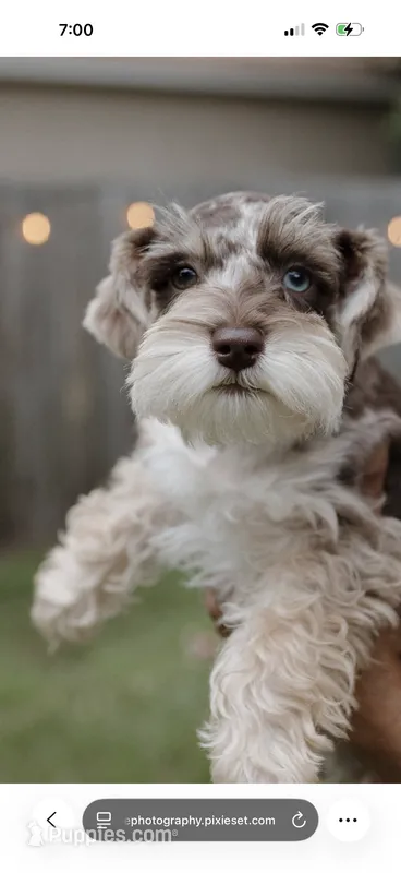 Girl 2  – Miniature Schnauzer puppy for sale in Plant City, FL
