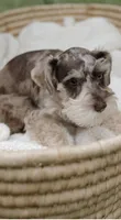 Girl 2 , a female Miniature Schnauzer for sale in Plant City, FL – 4 of 4