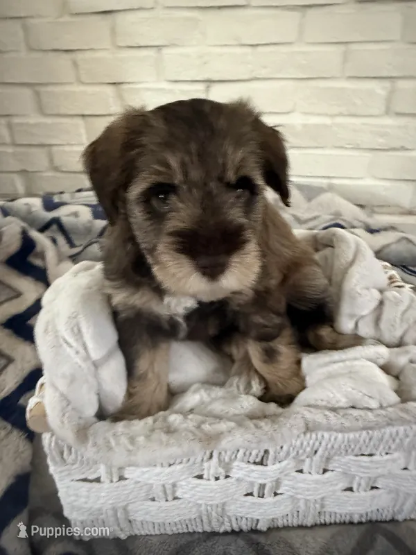 Girl 1  – Miniature Schnauzer puppy for sale in Plant City, FL