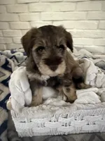Girl 1 , a female Miniature Schnauzer for sale in Plant City, FL – 1 of 1