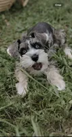 Girl 3 , a female Miniature Schnauzer for sale in Plant City, FL – 3 of 3