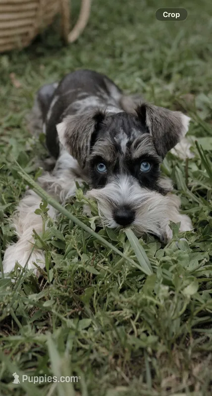 Girl 3  – Miniature Schnauzer puppy for sale in Plant City, FL