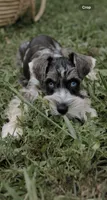 Girl 3 , a female Miniature Schnauzer for sale in Plant City, FL – 1 of 3