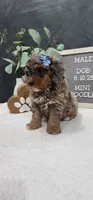 Jax, a male Poodle - Miniature  for sale in Trenton, MI – 4 of 5