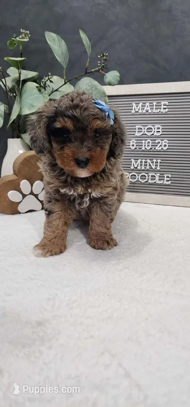 Jax – Poodle - Miniature  puppy for sale in Trenton, MI