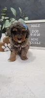 Jax, a male Poodle - Miniature  for sale in Trenton, MI – 1 of 5
