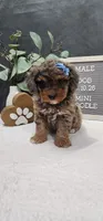 Jax, a male Poodle - Miniature  for sale in Trenton, MI – 2 of 5