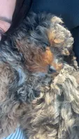 Jax, a male Poodle - Miniature  for sale in Trenton, MI – 3 of 5
