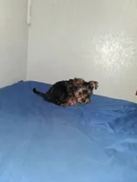 Little girl , a female Yorkshire Terrier for sale in Sugar Land, TX – 3 of 7