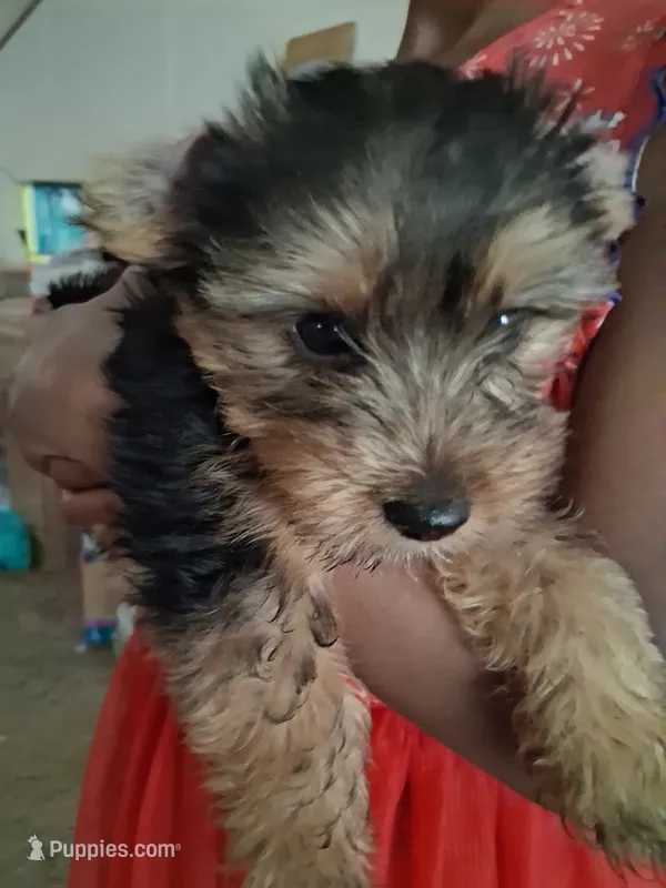 N/a, a male Yorkshire Terrier for sale in Humble, TX – 1 of 1
