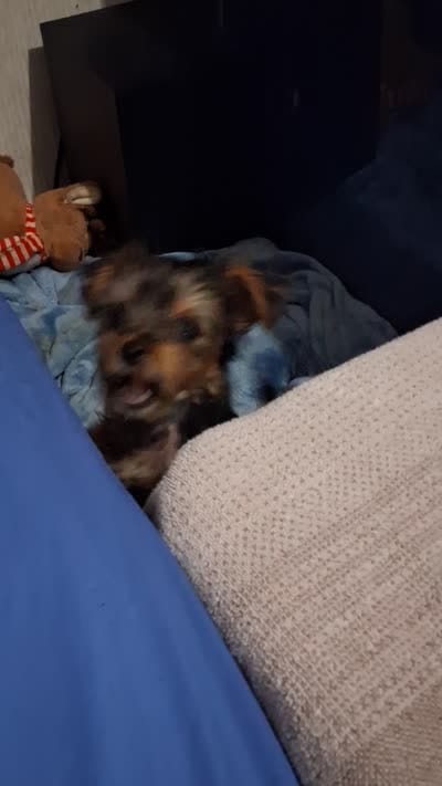 Little girl , a female Yorkshire Terrier for sale in Sugar Land, TX – 7 of 7