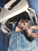 N/a, a female Yorkshire Terrier for sale in Sugar Land, TX – 4 of 5