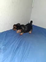 Little girl , a female Yorkshire Terrier for sale in Sugar Land, TX – 5 of 7