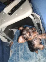 N/a, a female Yorkshire Terrier for sale in Sugar Land, TX – 3 of 5