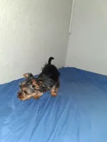 Little girl , a female Yorkshire Terrier for sale in Sugar Land, TX – 4 of 7