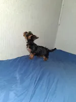 Little girl , a female Yorkshire Terrier for sale in Sugar Land, TX – 6 of 7