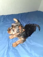 Little girl , a female Yorkshire Terrier for sale in Sugar Land, TX – 2 of 7
