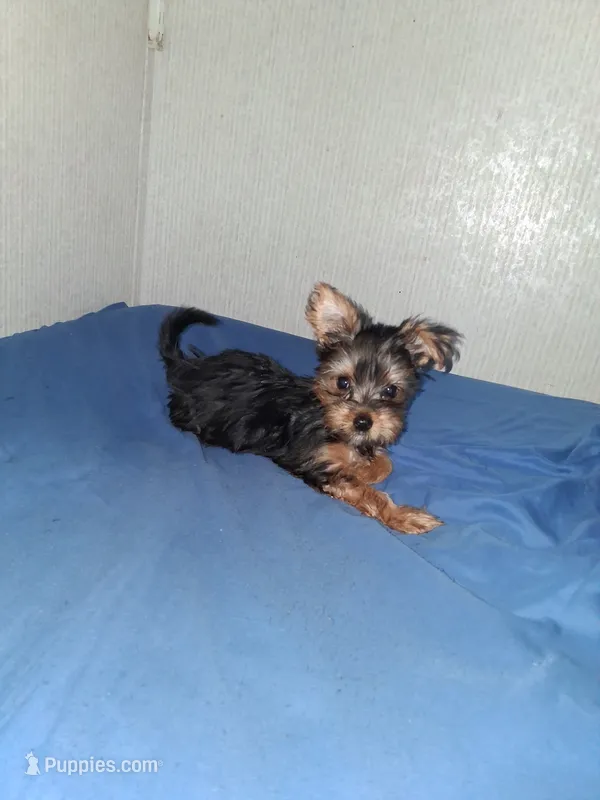 Little girl , a female Yorkshire Terrier for sale in Sugar Land, TX – 1 of 7