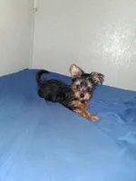 Little girl , a female Yorkshire Terrier for sale in Sugar Land, TX – 1 of 7