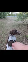 Max, a male German Shorthaired Pointer for sale in Ocala, FL – 4 of 7