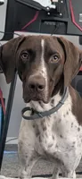 Max, a male German Shorthaired Pointer for sale in Ocala, FL – 3 of 7