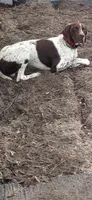 Max, a male German Shorthaired Pointer for sale in Ocala, FL – 7 of 7
