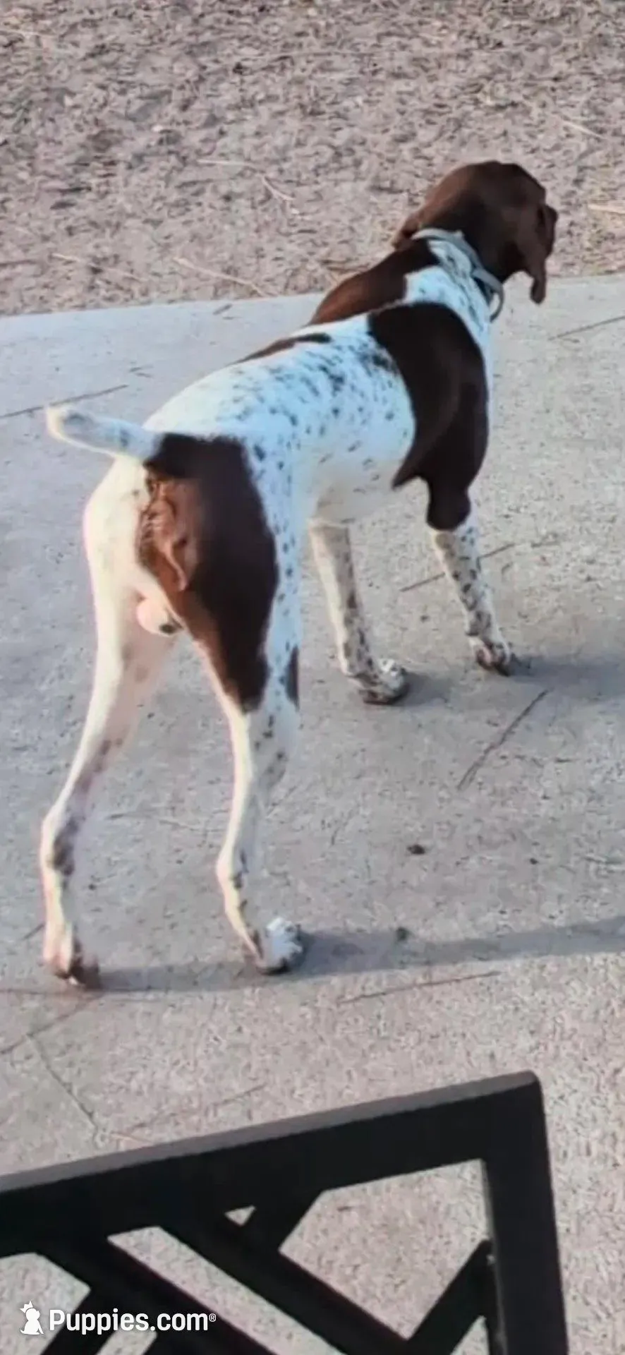 Max, a male German Shorthaired Pointer for sale in Ocala, FL – 1 of 7