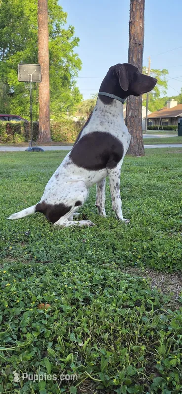 Max – German Shorthaired Pointer puppy for sale in Ocala, FL