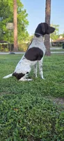 Max, a male German Shorthaired Pointer for sale in Ocala, FL – 5 of 7
