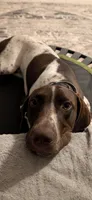 Max, a male German Shorthaired Pointer for sale in Ocala, FL – 2 of 7