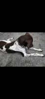 Max, a male German Shorthaired Pointer for sale in Ocala, FL – 6 of 7