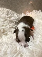 Orange Collar , a male Boston Terrier for sale in Pinson, AL – Photo 2 of 2